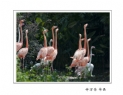 长隆飞鸟乐园创作团摄影作品欣赏(60)_在线影展的作品